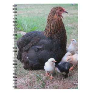 kyckling, chickar, kycklingar, chick, djur, fåglar anteckningsbok
