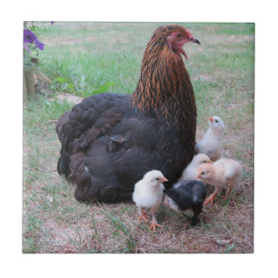 kyckling, chickar, kycklingar, chick, djur, fåglar kakelplatta