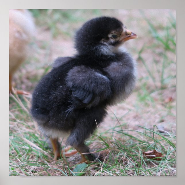 kyckling, chickar, kycklingar, chick, djur, fåglar poster (Framsidan)