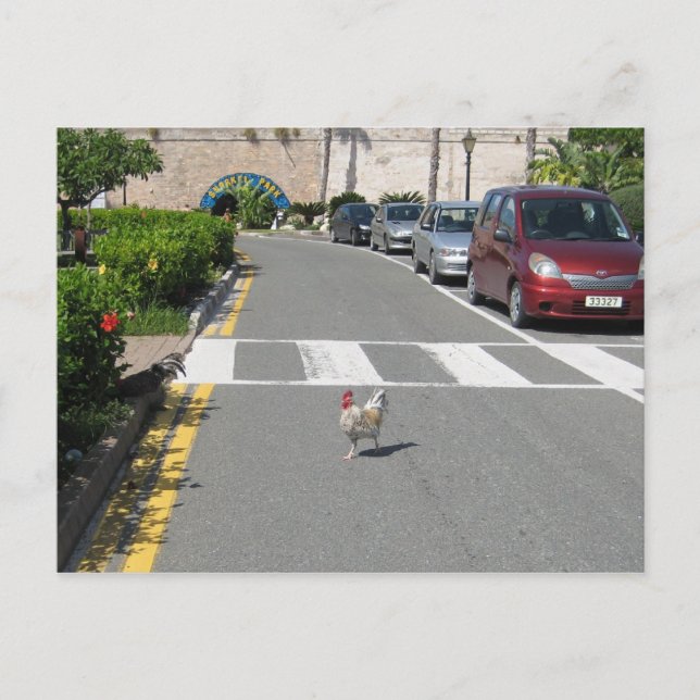 KYCKLING FRÅN BERMUDA VYKORT (Framsida)