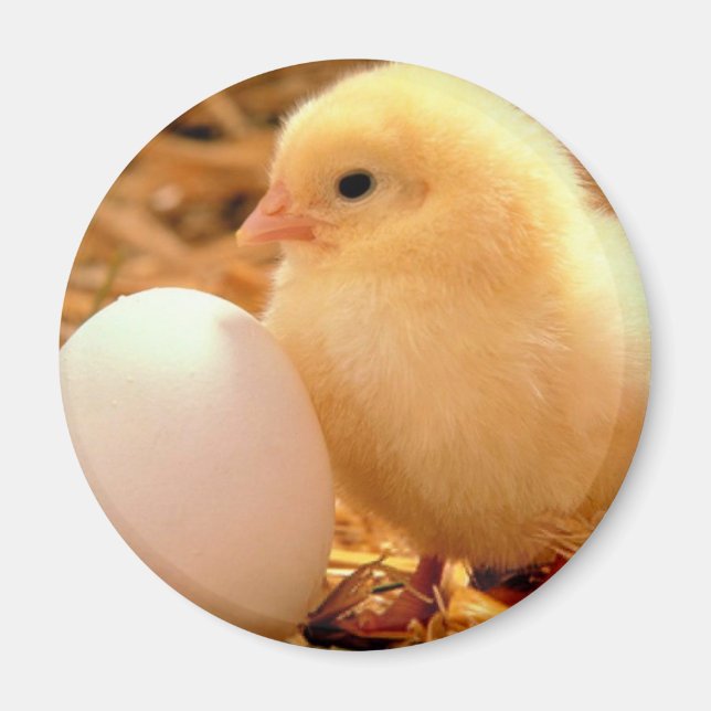 kyckling magnet (Framsidan)