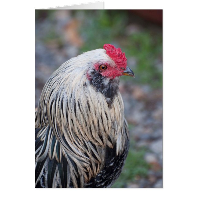 Kyckling nära och privat! hälsningskort (Framsidan)