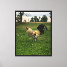 Kyckling på bondgård Foto