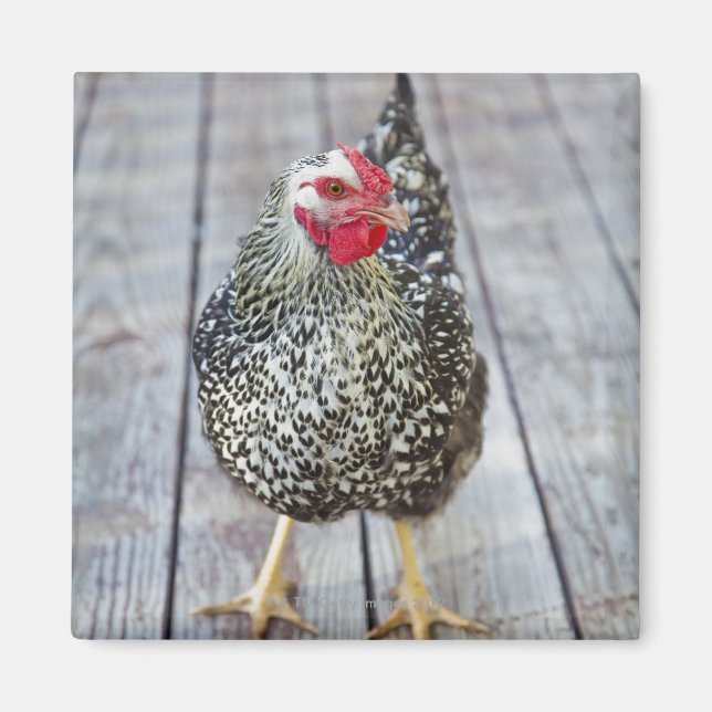 Kyckling på trädäck, Silver Laced Wyandotte Magnet (Framsidan)