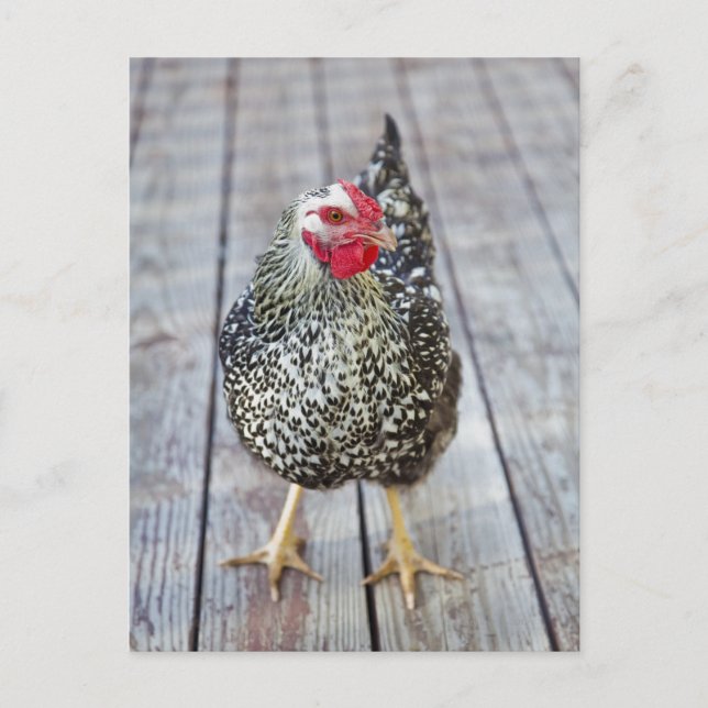 Kyckling på trädäck, Silver Laced Wyandotte Vykort (Framsida)