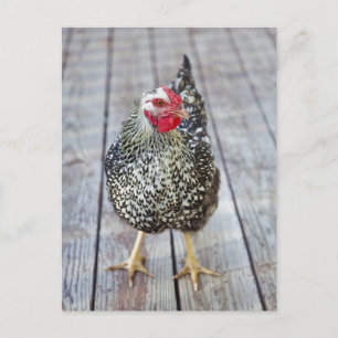 Kyckling på trädäck, Silver Laced Wyandotte Vykort