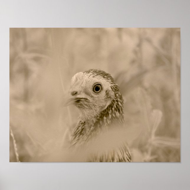 Kyckling Poster (Framsidan)