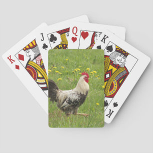 kyckling, tupp, djur, fåglar, jordbruk, jordbruk, casinokort