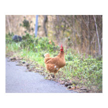 Kyckling vid Poster på väg