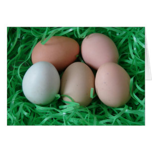 Kycklingägg Hälsningskort