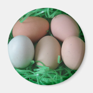 Kycklingägg Magnet