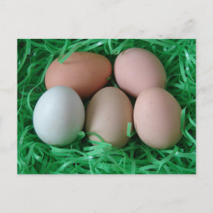 Kycklingägg Vykort