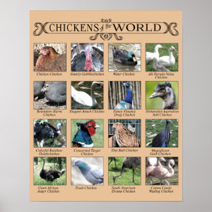 Kycklingar av World Humous Poster