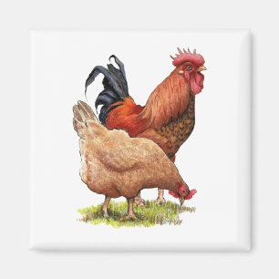 Kycklingar: Hen och Tupp Färg Pencil Teckning Magnet