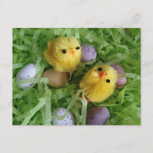Kycklingar och ägg vykort