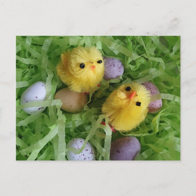 Kycklingar och ägg vykort (Framsida)