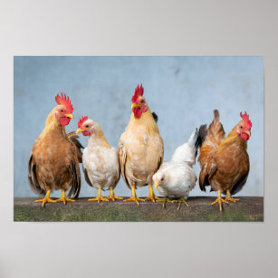 Kycklingar och Tuppar på en mur Poster