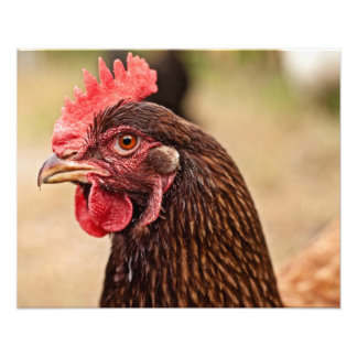 Kycklinghuvud! Fototryck