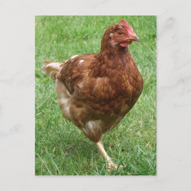 Kycklingkort Vykort (Framsida)