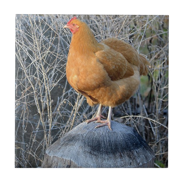 Kycklingplatta Kakelplatta (Framsidan)