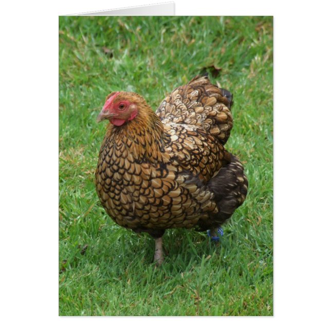 Kycklingskort Hälsningskort (Framsidan)