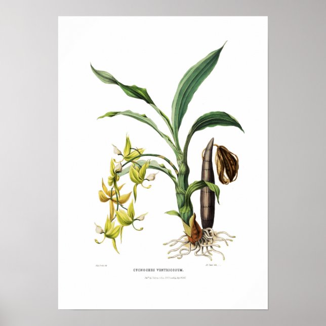 Kycnoches ventricosum av miss Drake. Poster (Framsidan)
