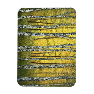 Kylare Magnet - Acadia Forest of Birch Träd