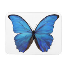 Kylare, magnet Blue Butterfly