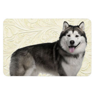 Kylare Magnet Pets fotoenkla mall