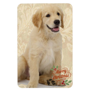 Kylare Magnet Pets fotopall jul