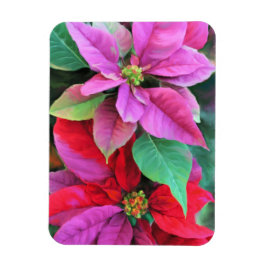 Kylare Magnet Rosa & Red Poinsettias