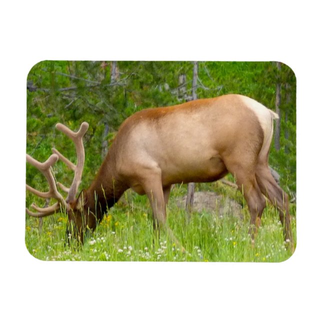 Kylare Magnet Yellowstone Elk (Horisontell)