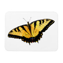 Kylare Tiger Swallowtail Butterfly