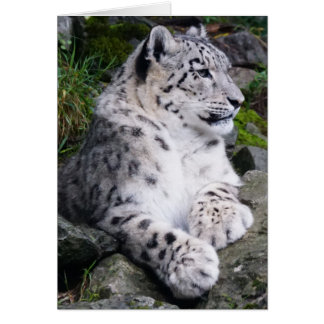Kyld ut snöLeopard Hälsningskort