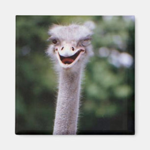 Kylmagnet i Ostrich Lycklig Magnet