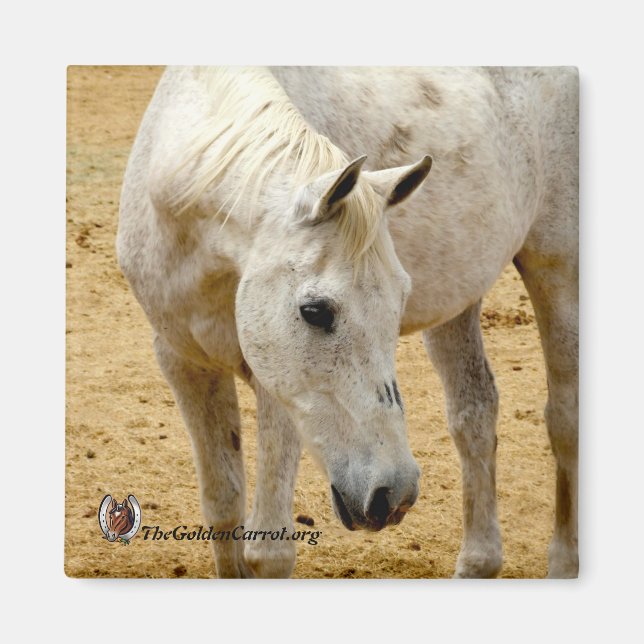 Kylmagnet "Lester" Magnet (Framsidan)