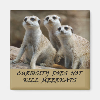 Kylmagnet Meerkats Magnet