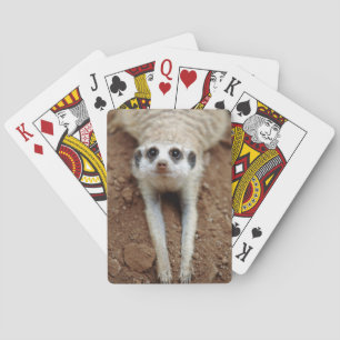 Kylning av Meerkat (Suricata Suricatta) Casinokort