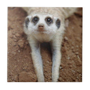 Kylning av Meerkat (Suricata Suricatta) Kakelplatta