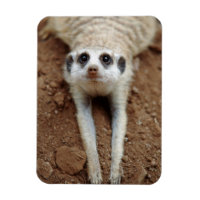 Kylning av Meerkat (Suricata Suricatta)