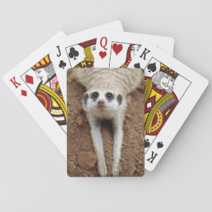 Kylning av Meerkat (Suricata Suricatta) nedåt Casinokort