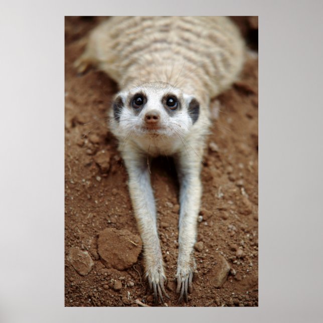 Kylning av Meerkat (Suricata Suricatta) Poster (Framsidan)