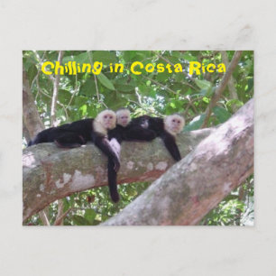 Kylning i Costa Rica Vykort