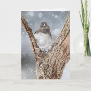 "Kylning" Junco, 5" x 7"-mappat gratulationskort Kort