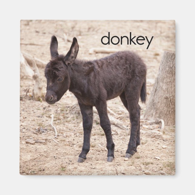 Kylskåp av donkey magnet (Framsidan)
