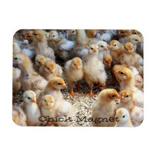 Kylskåp Chick Magnet