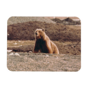 Kylskåp för arktisk för sugga för Alaska Magnet