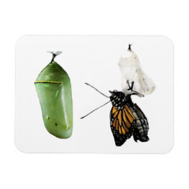 Kylskåp, magnet monarch/Chrysalis