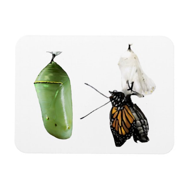 Kylskåp, magnet monarch/Chrysalis (Horisontell)