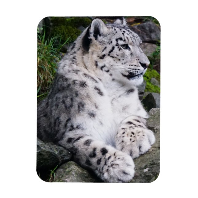 Kylt ut Snö Leopard Magnet (Vertikal)